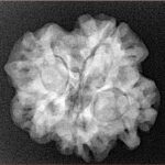 1MK(Underdeveloped) 24.3mm 4.36gm - Xray