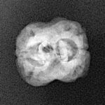 2 Mukhi Rudraksha 22.7mm 1.84gm - Xray