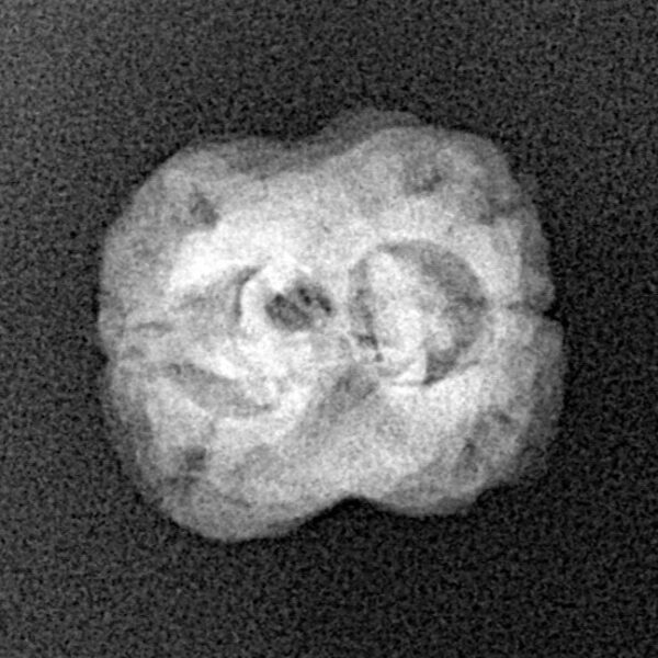2 Mukhi Rudraksha 22.7mm 1.84gm - Xray