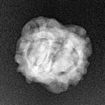 2 Mukhi Rudraksha 20.7mm 1.82gm - Xray