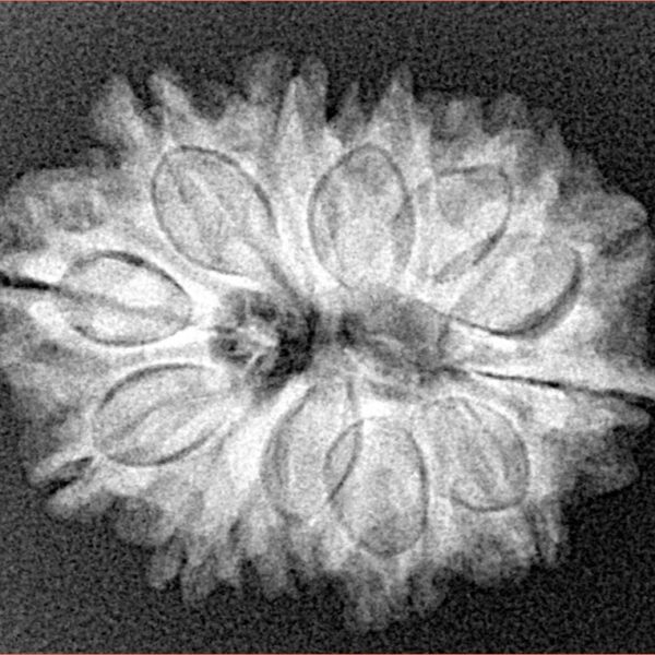 12 Mukhi Rudraksha 25.4mm 3.9gm - Xray