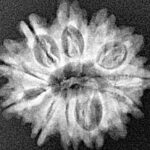 12 Mukhi Rudraksha 22.6mm 2.69gm - Xray