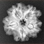 1MK(Underdeveloped) 23.4mm 4gm - Xray