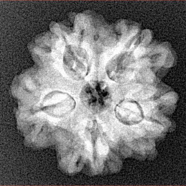 1MK(Underdeveloped) 23.4mm 4gm - Xray