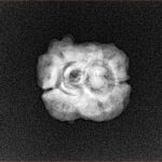 2 Mukhi Rudraksha 21.9mm 1.9gm - Xray