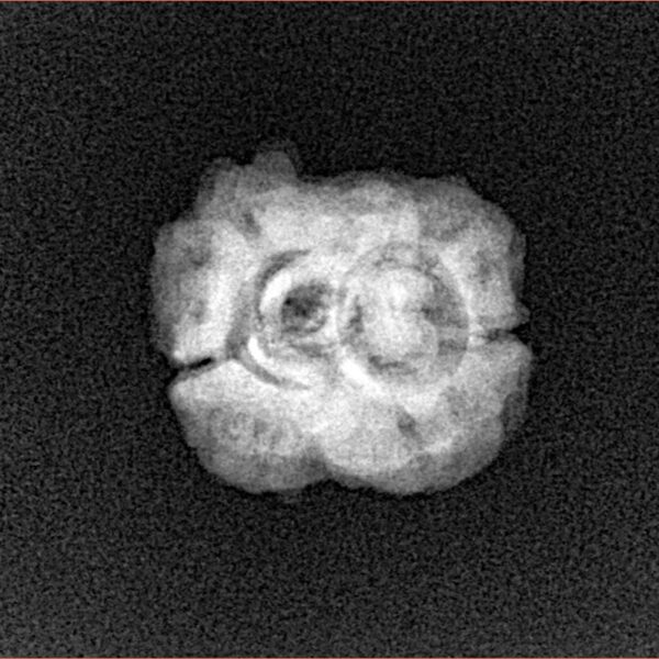 2 Mukhi Rudraksha 21.9mm 1.9gm - Xray