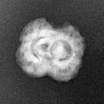 2 Mukhi Rudraksha 21.7mm 1.58gm - Xray