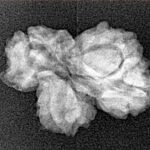 4 Mukhi Trijuti 21.6mm 1.53gm - Xray