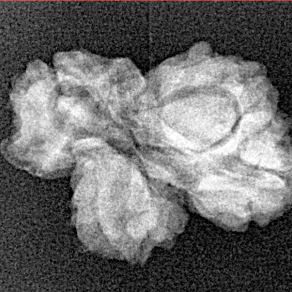 4 Mukhi Trijuti 21.6mm 1.53gm - Xray
