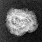 2 Mukhi Rudraksha 22.3mm 1.85gm - Xray