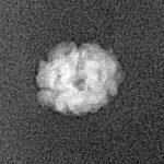 2 Mukhi Rudraksha 10.5mm 0.3gm - Xray