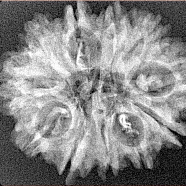 11 Mukhi Rudraksha 28mm 3.65gm - Xray