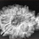 Sawar/Ganesh (11+1) 32.1mm 5gm - Xray