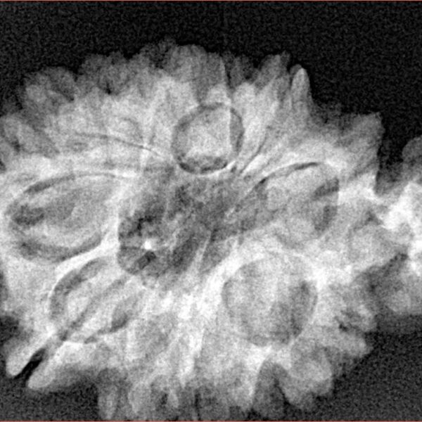 Sawar/Ganesh (11+1) 32.1mm 5gm - Xray