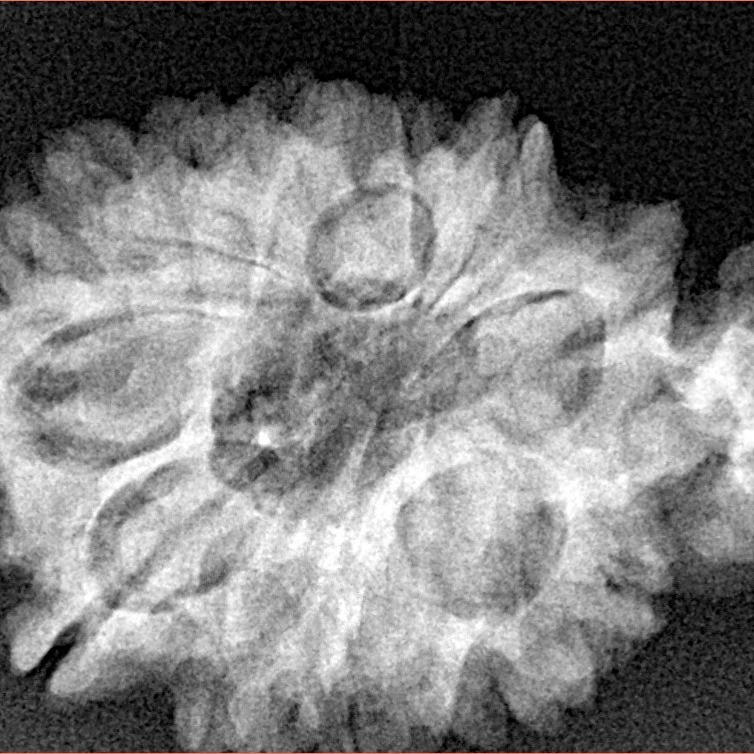 Sawar/Ganesh (11+1) 32.1mm 5gm - Xray