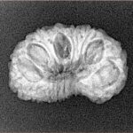 15 Mukhi Rudraksha 22.8mm 2.23gm - Xray