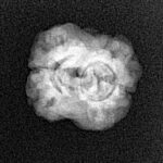 2 Mukhi Rudraksha 21.6mm 1.49gm - Xray