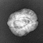 2 Mukhi Rudraksha 21.6mm 1.6gm - Xray