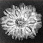11 Mukhi Rudraksha 24.4mm 3.91gm - Xray