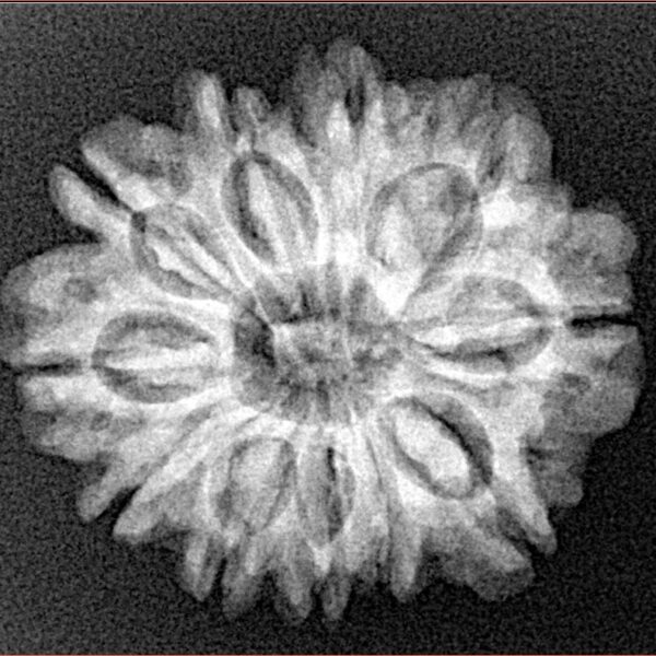 11 Mukhi Rudraksha 24.4mm 3.91gm - Xray