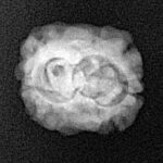 2 Mukhi Rudraksha 23.7mm 1.73gm - Xray