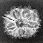 11 Mukhi Rudraksha 23.3mm 2.6gm - Xray