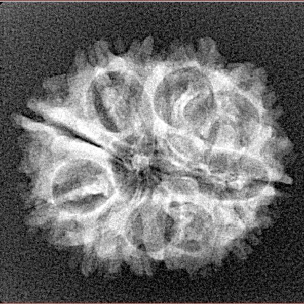 11 Mukhi Rudraksha 23.3mm 2.6gm - Xray