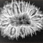 18 Mukhi Rudraksha 29.6mm 4.44gm - Xray