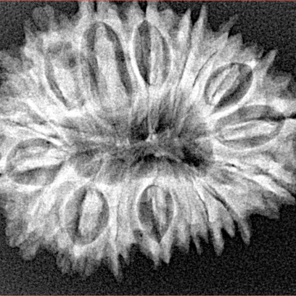 18 Mukhi Rudraksha 29.6mm 4.44gm - Xray