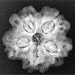 1MK(Underdeveloped) 23.4mm 4.07gm - Xray