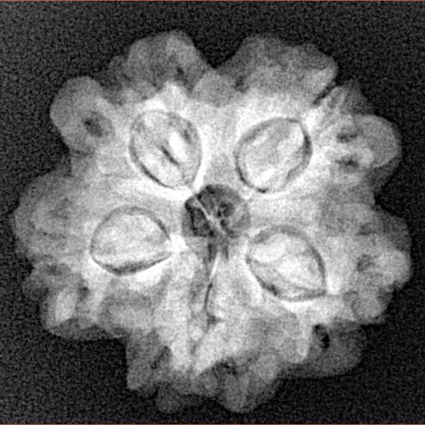 1MK(Underdeveloped) 23.4mm 4.07gm - Xray