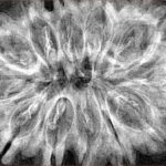 12 Mukhi Rudraksha 36.7mm 7gm - Xray