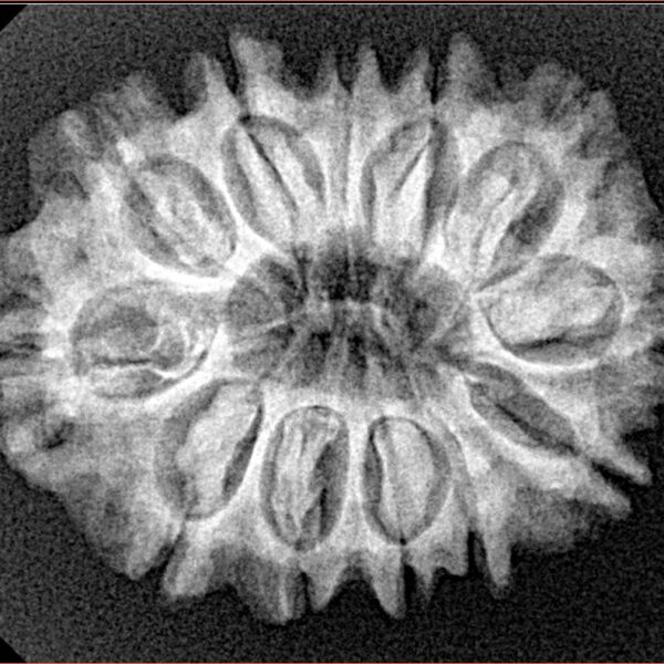 12 Mukhi Rudraksha 27.9mm 4.45gm - Xray