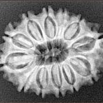 12 Mukhi Rudraksha 26.6mm 3.68gm - Xray