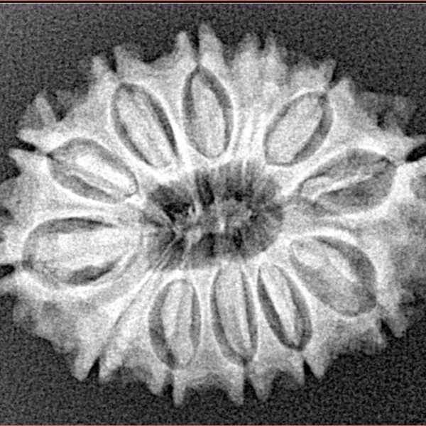 12 Mukhi Rudraksha 26.6mm 3.68gm - Xray