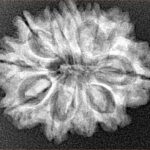 11 Mukhi Rudraksha 25.3mm 3.68gm - Xray