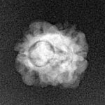 2 Mukhi Rudraksha 22.1mm 1.13gm - Xray