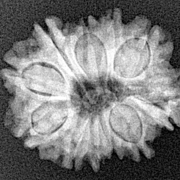 12 Mukhi Rudraksha 22mm 2.81gm - Xray