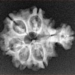 Sawar/Ganesh (5+1) 22.4mm 2.37gm - Xray