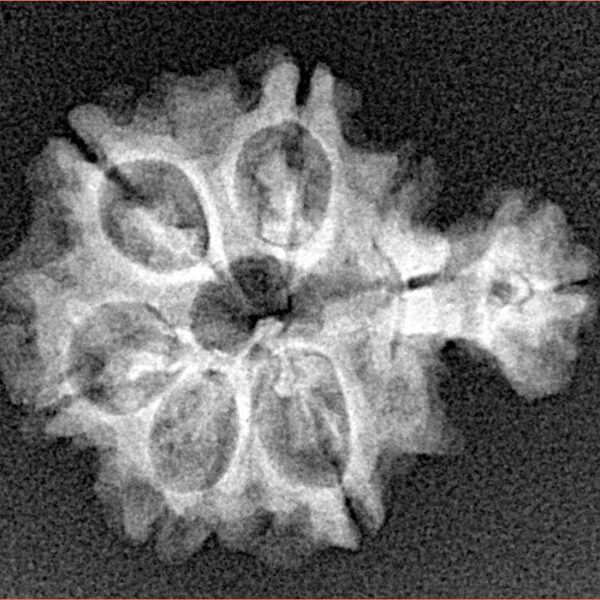 Sawar/Ganesh (5+1) 22.4mm 2.37gm - Xray