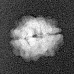 2 Mukhi Rudraksha 14.1mm 0.68gm - Xray