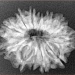 12 Mukhi Rudraksha 26.2mm 3.64gm - Xray