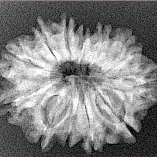 12 Mukhi Rudraksha 26.2mm 3.64gm - Xray