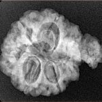 Sawar/Ganesh (6+1) 25.4mm 3.73gm - Xray