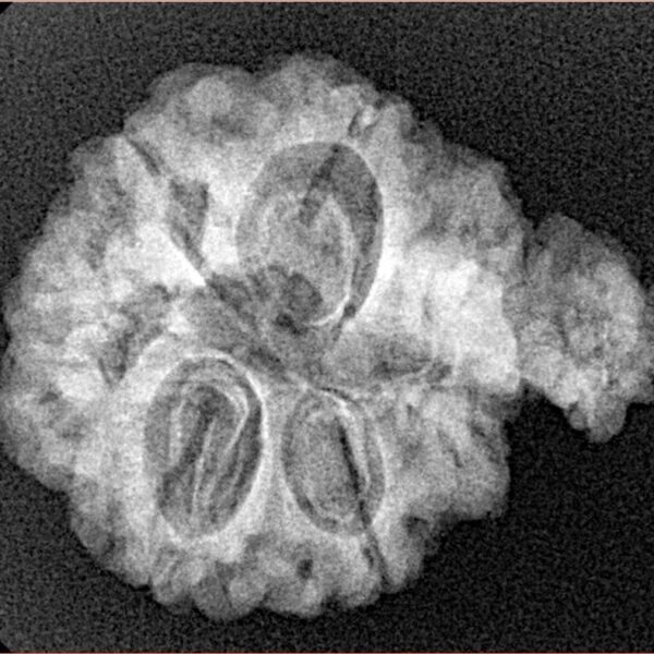 Sawar/Ganesh (6+1) 25.4mm 3.73gm - Xray