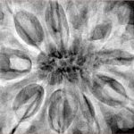 10 Mukhi Rudraksha 36.2mm 11.2gm - Xray