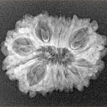 15 Mukhi Rudraksha 25mm 2.27gm - Xray