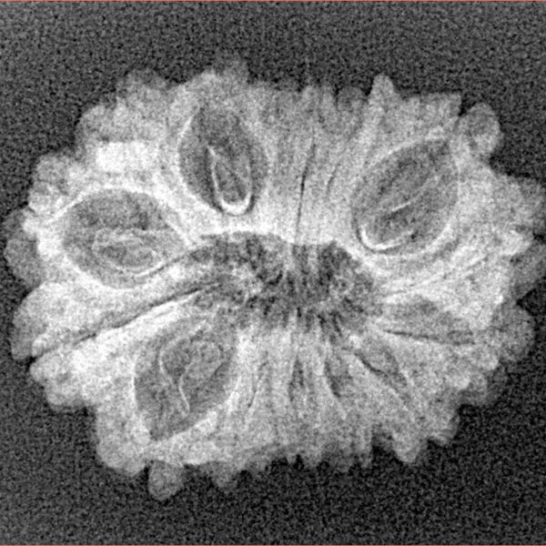15 Mukhi Rudraksha 25mm 2.27gm - Xray