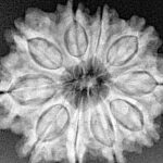 10 Mukhi Rudraksha 26.1mm 4.69gm - Xray