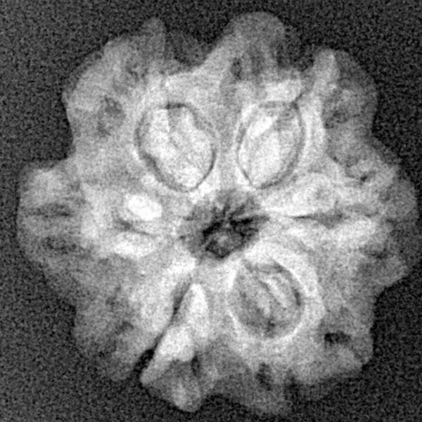 1MK(Underdeveloped) 22mm 3.2gm - Xray